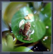 Grenouille du lac - (c) ELA